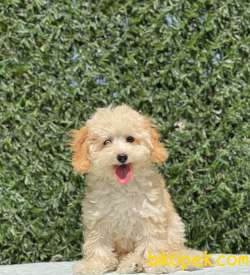 SAĞLIK GARANTİLİ TOY POODLE YAVRULAR 4