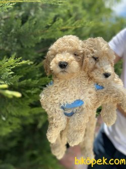 SAĞLIK GARANTİLİ DEV TOY POODLE YAVRULARIMIZ 3