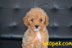 SAĞLIK GARANTİLİ TOY POODLE YAVRULARIMIZ 3