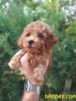 Sağlık Garantili Toy Poodle Yavrularımız 2