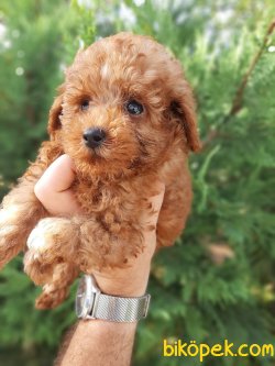 Sağlık Garantili Toy Poodle Yavrularımız 3