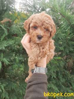Sağlık Garantili Toy Poodle Yavrularımız 3