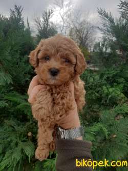 Sağlık Garantili Toy Poodle Yavrularımız 2