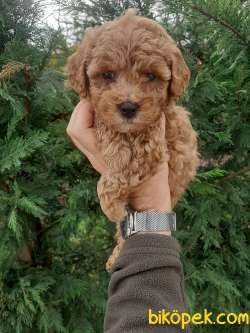 Sağlık Garantili Toy Poodle Yavrularımız 1