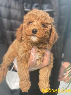 SAĞLIK GARANTİLİ TOY POODLE YAVRULARIMIZZ 1