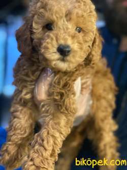 SAĞLIK GARANTİLİ TOY POODLE YAVRULARIMIZZ 2