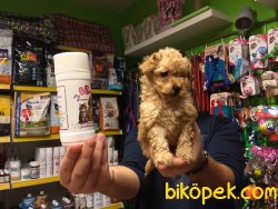 SAĞLIK % IRK GARANTİLİ POODLE YAVRULARI 4
