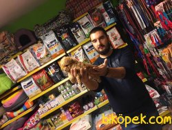 SAĞLIK % IRK GARANTİLİ POODLE YAVRULARI 2