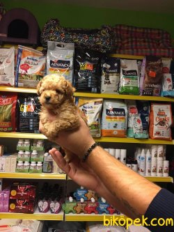 SAĞLIK % IRK GARANTİLİ POODLE YAVRULARI 3