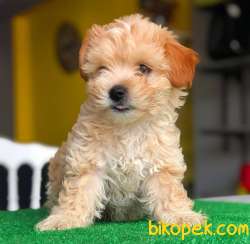 Sağlık Sözleşmeli Dişi Ve Erkek Maltipoo Yavrularımız 4