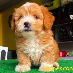 Sağlık Sözleşmeli Dişi Ve Erkek Maltipoo Yavrularımız 2