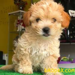 Sağlık Sözleşmeli Dişi Ve Erkek Maltipoo Yavrularımız 3