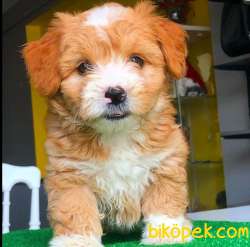 Sağlık Sözleşmeli Dişi Ve Erkek Maltipoo Yavrularımız 1