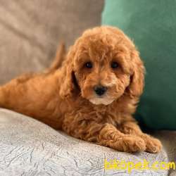 Sağlık Sözleşmeli RedToyPoodle Yavrumuz 5