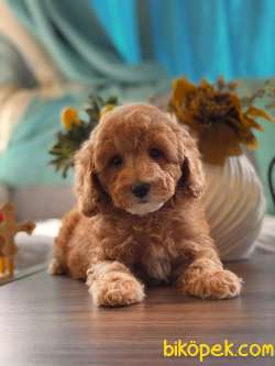 Sağlık Sözleşmeli RedToyPoodle Yavrumuz 3