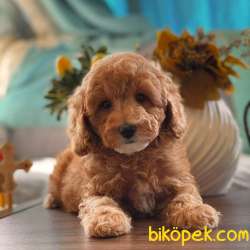 Sağlık Sözleşmeli RedToyPoodle Yavrumuz 2