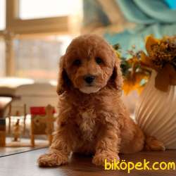Sağlık Sözleşmeli RedToyPoodle Yavrumuz 1