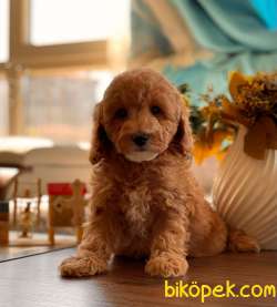 Sağlık Sözleşmeli RedToyPoodle Yavrumuz 4