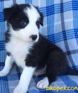 Sağlık Ve Irk Garantili Border Collie 2