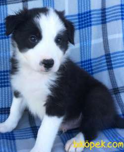 Sağlık Ve Irk Garantili Border Collie 1