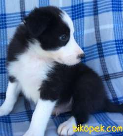 Sağlık Ve Irk Garantili Border Collie 3