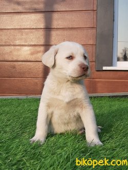 SAGLIK VE IRK GARANTILI LABRADOR RETRIEVER YAVRULARI 2
