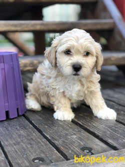 Saglık Ve Irk Garantili Maltipoo Yavrular 3