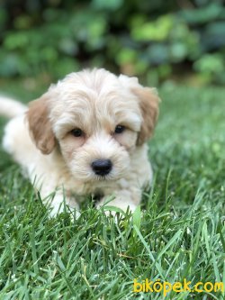 Saglık Ve Irk Garantili Maltipoo Yavrular 2