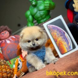 Sağlık Ve Irk Garantili Pomeranian Boo Yavruları 4