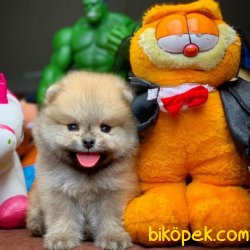 Sağlık Ve Irk Garantili Pomeranian Boo Yavruları 3