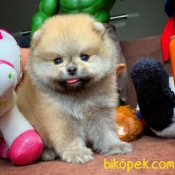 Sağlık Ve Irk Garantili Pomeranian Boo Yavruları 2