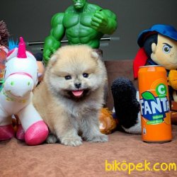 Sağlık Ve Irk Garantili Pomeranian Boo Yavruları 1