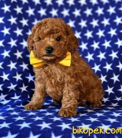 SAĞLIK VE IRK GARANTİLİ RED TOY POODLE YAVRUM PİO 2