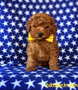 SAĞLIK VE IRK GARANTİLİ RED TOY POODLE YAVRUM PİO 3