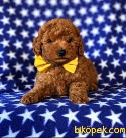 SAĞLIK VE IRK GARANTİLİ RED TOY POODLE YAVRUM PİO 1