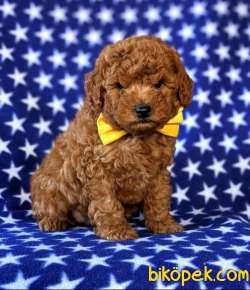 SAĞLIK VE IRK GARANTİLİ RED TOY POODLE YAVRUM PİO 4