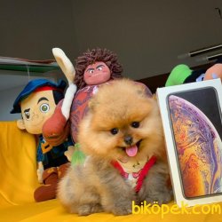 Sağlık Ve Irk Garantili SCR'li Safkan Pomeranian Boo Yavru 2