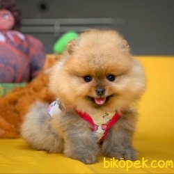 Sağlık Ve Irk Garantili SCR'li Safkan Pomeranian Boo Yavru 3