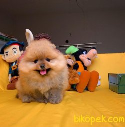 Sağlık Ve Irk Garantili SCR'li Safkan Pomeranian Boo Yavru 4
