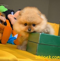 Sağlık Ve Irk Garantili SCR'li Safkan Pomeranian Boo Yavru 1