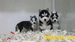 SAGLIK VE IRK GARANTİLİ Sibirya Husky Yavrulari 3