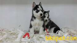 SAGLIK VE IRK GARANTİLİ Sibirya Husky Yavrulari 4
