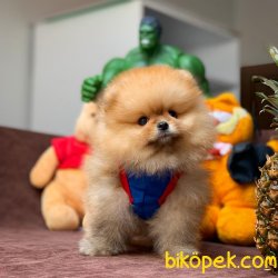 Sağlık Ve Irk Garantili Tedybear Oğlumuz ‘ FLOYD ‘ 3