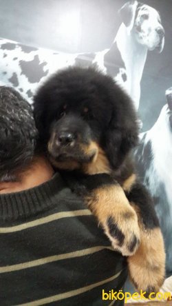 Saglık Ve Irk Garantılı Tıbet Mastıfı Yavruları 2