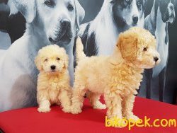 SAGLIK VE IRK GARANTILI TOY POODLE YAVRULARIMIZ 5