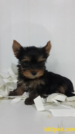 SAGLIK VE IRK GARANTILI YORKSHIRE TERRIER YAVRULARIMIZ 2