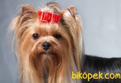 SAGLIK VE IRK GARANTILI YORKSHIRE TERRIER YAVRULARIMIZ 1