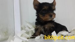 SAGLIK VE IRK GARANTILI YORKSHIRE TERRIER YAVRULARIMIZ 3