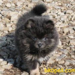 Sağlıklı Pomeranian Yavruları 1