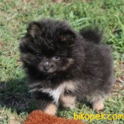 Sağlıklı Pomeranian Yavruları 2